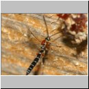 Perithous scurra - Schlupfwespe w01b 11mm det06.jpg